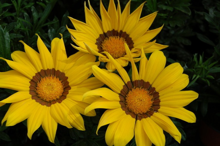 236.260 Gazania Enorma yellow w. ring